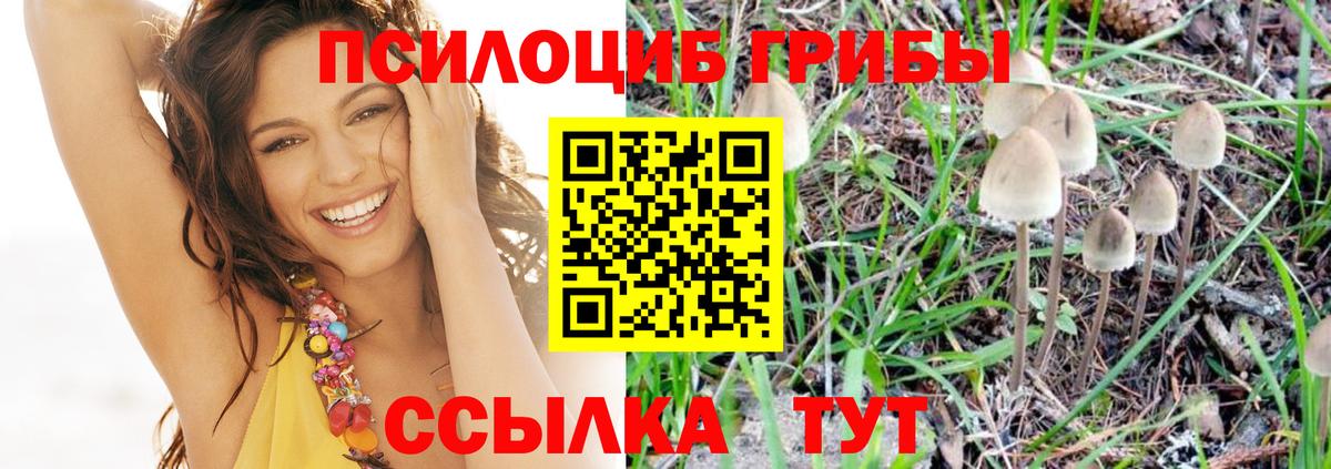 Псилоцибиновые грибы Psilocybe Александров